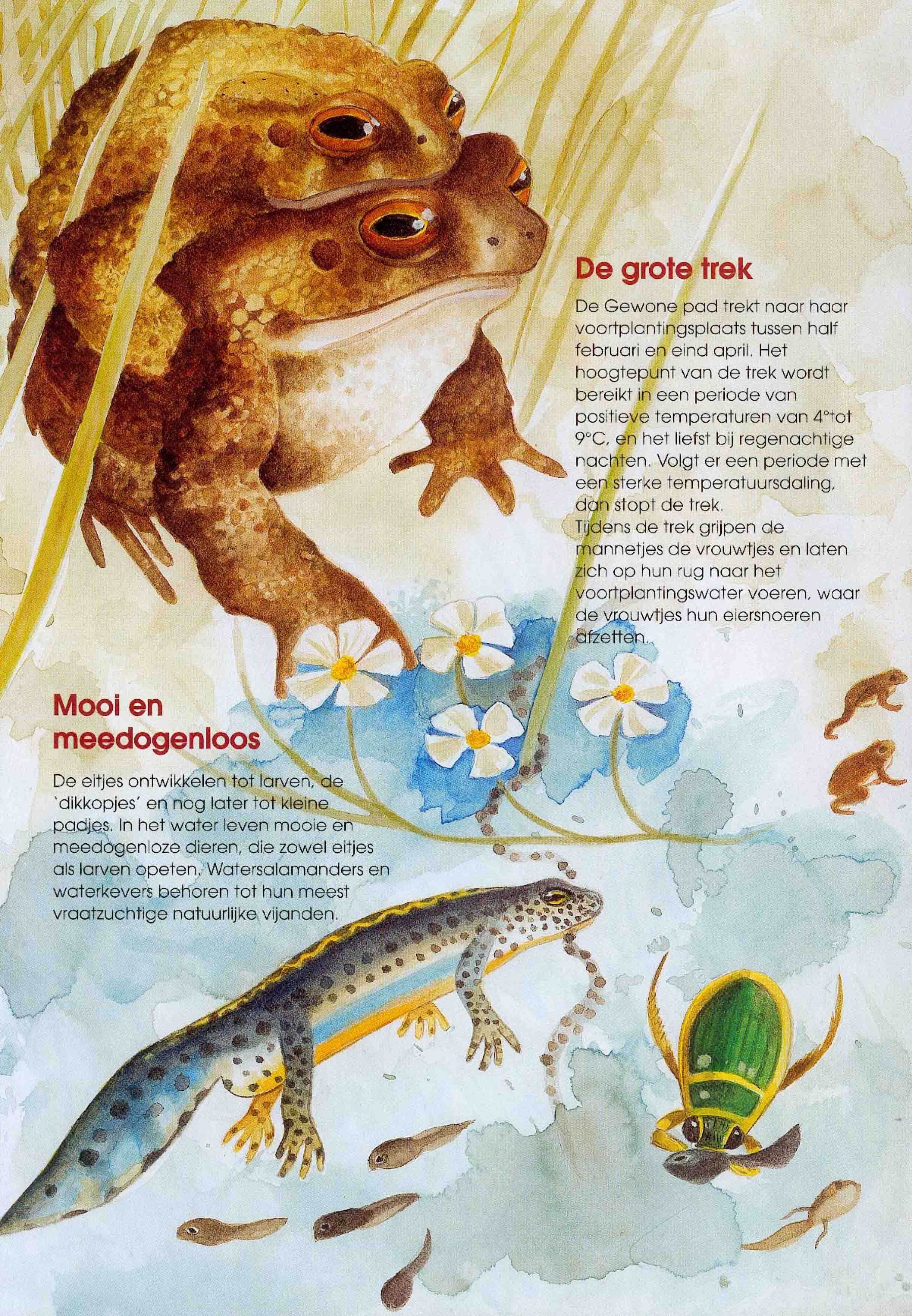 De eerste lente dagen. Gebruik de rechter muisknop om te bewaren (1,7 MB, 4 blz)